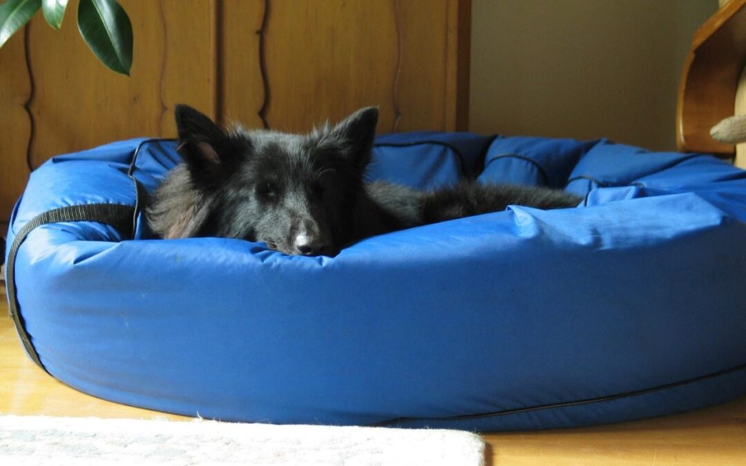 Why a Waterproof Dog Bed is Essential for Modern Pet Homes