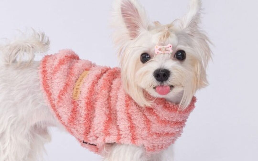Sphynx Cat Clothing: Comfort and Style Combined