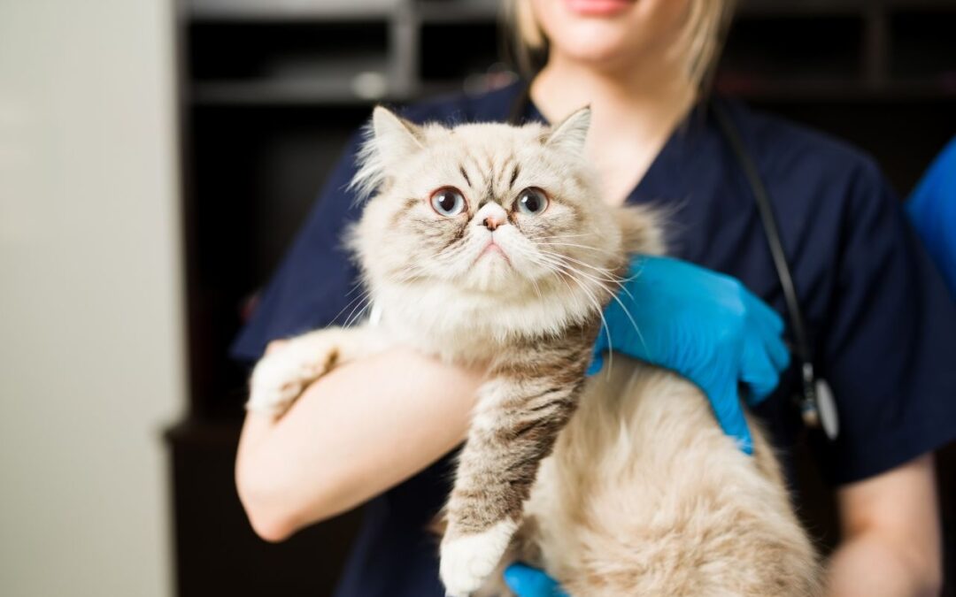 Top Vaccination Clinics in Dubai: Safe and Reliable Immunization for Pets