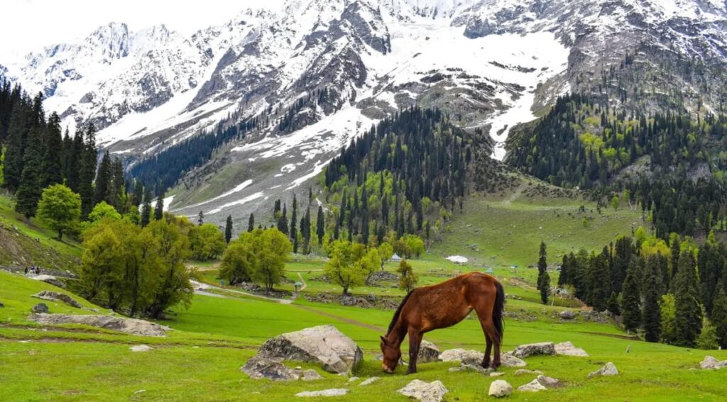 Sonamarg, Kashmir - Image