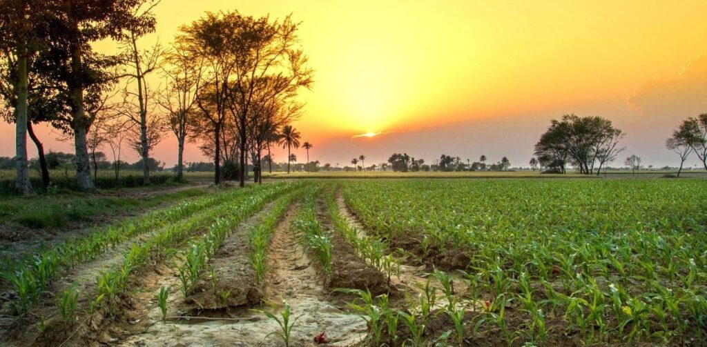 Punjab - Image