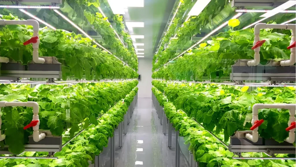 Indoor Farming
