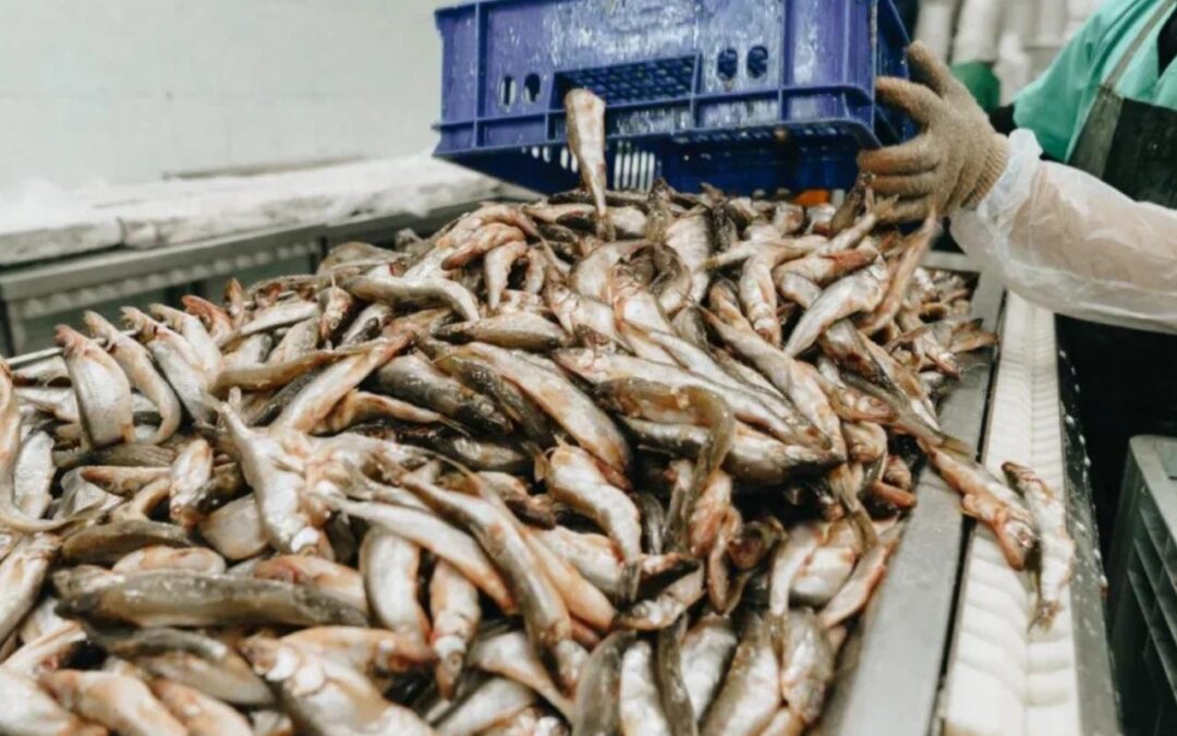 20% Upper Circuit: Stocks skyrocket after European Union Approves 102 Indian Seafood Units for Export