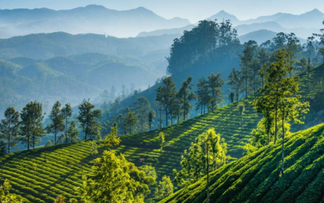 Top 10 Greenest Cities in India 2025 – Is Yours on the List?