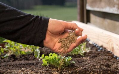 Penny stock jumps 16% after its subsidiary ventures into bio fertilisers business