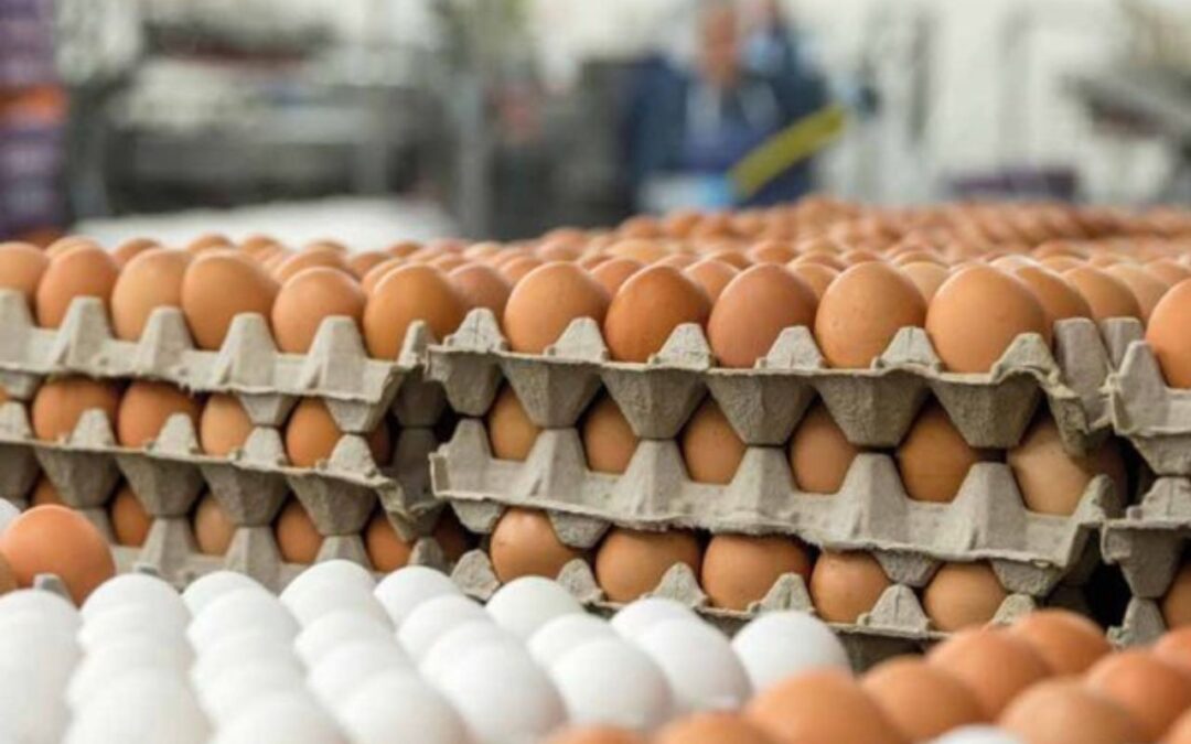 FMCG stock jumps 6% as company’s operations remain unaffected by bird flu outbreak