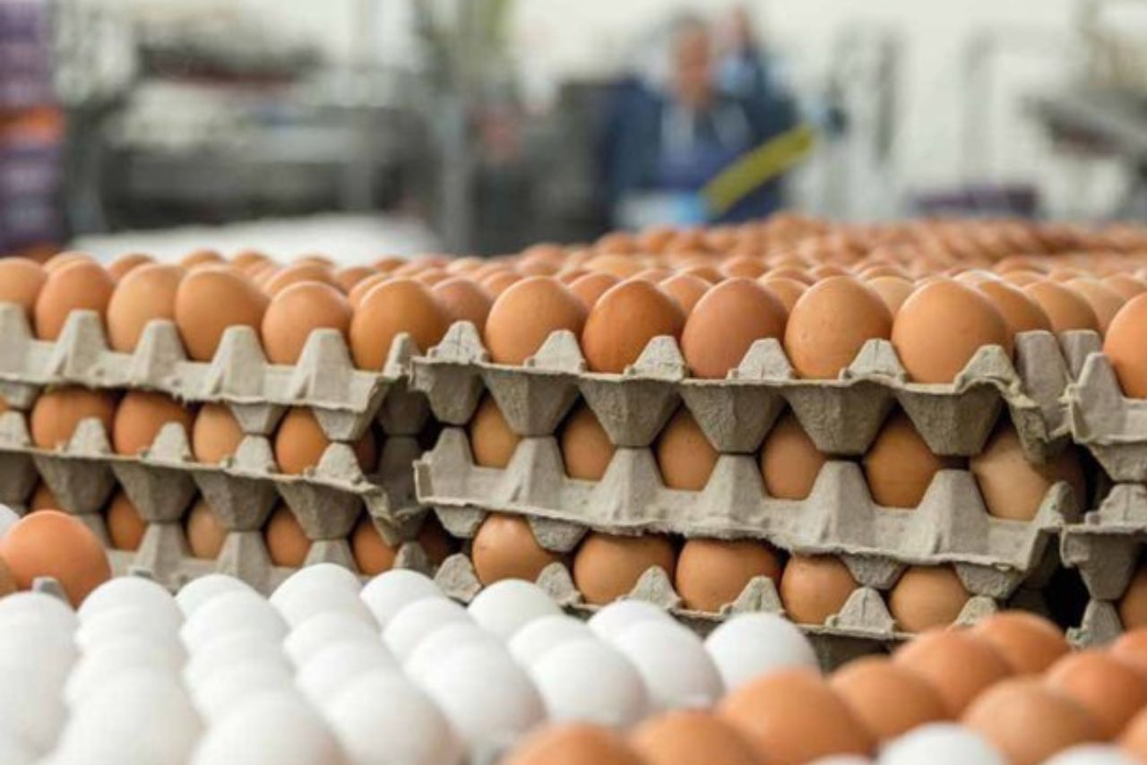 FMCG stock jumps 6% as company’s operations remain unaffected by bird flu outbreak