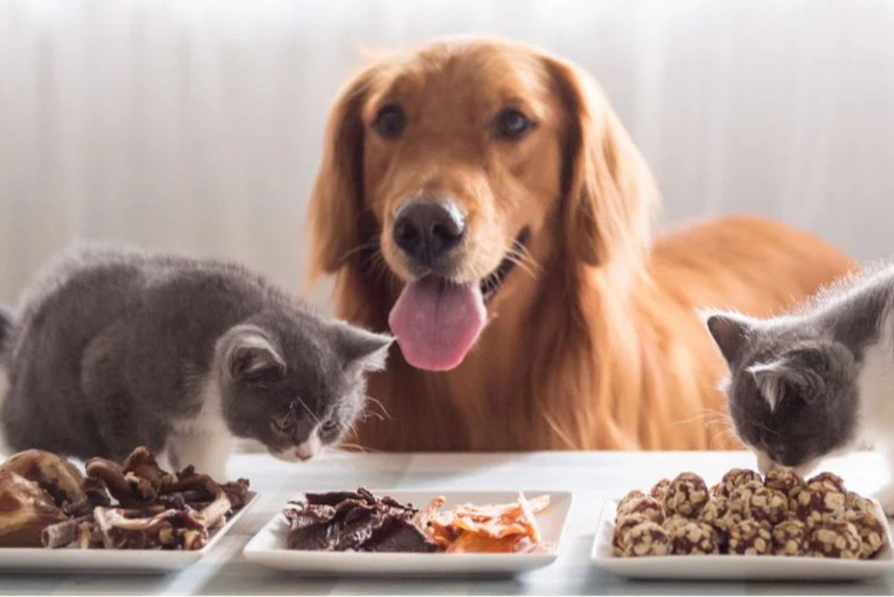 How is Reliance Consumer Products working to capture India’s  billion pet care market?