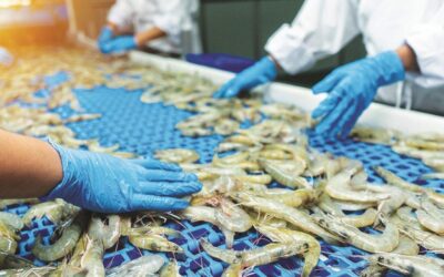 5 Stocks to Benefit as WTO Fisheries Agreement Boosts India’s $10 Billion Seafood Export Target