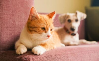 4 Stocks Riding India’s Booming Pet Care Market; Do You Own Any?